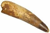 Fossil Spinosaurus Tooth - Real Dinosaur Tooth #332664-1